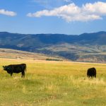 Drought weighing on summer | Beef Magazine