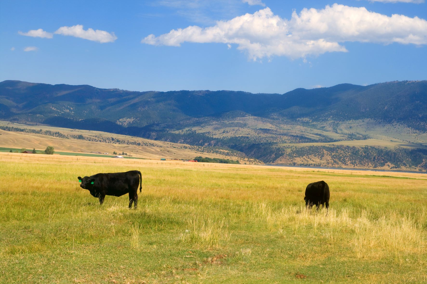 Researchers design new virtual fence system for rugged terrain