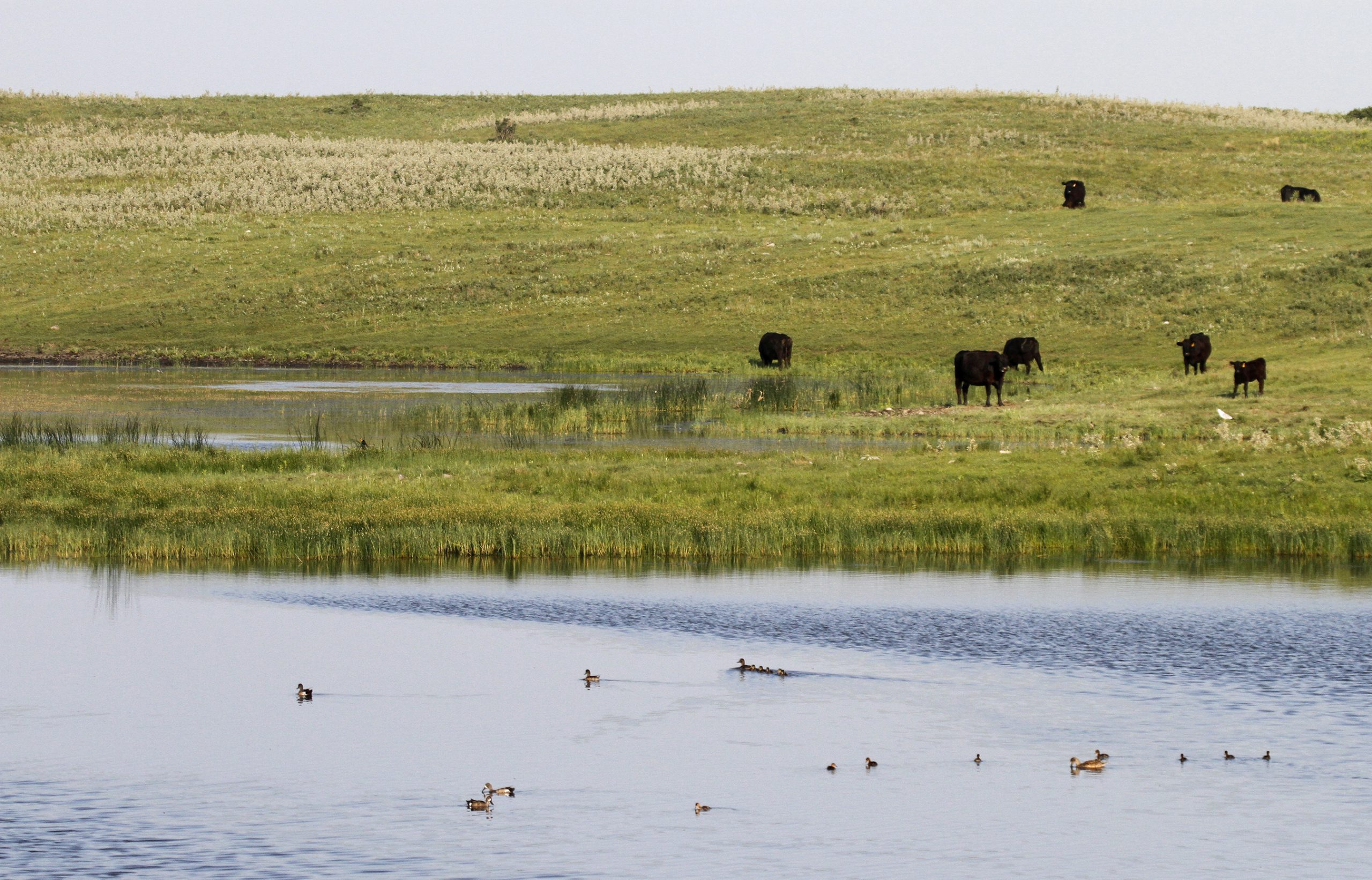 Certified Angus Beef, Ducks Unlimited partner to preserve grasslands