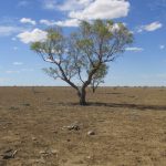 All eyes on China’s drought – for global grain and farm input impacts | The Land