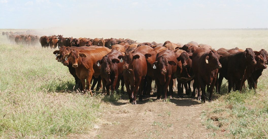 Droughtmaster breeders pause to reflect on 60 years of progress