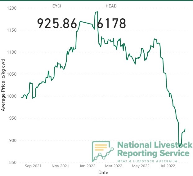 Young cattle prices lift: Is it a rally, or a ‘dead cat bounce?’