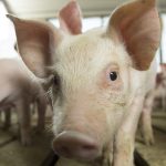 How these western Queensland cattle are putting on almost 2kg a day