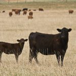 AgNext, Elanco align to advance livestock sustainability