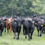 Nitrate poisoning in cattle | Beef Magazine