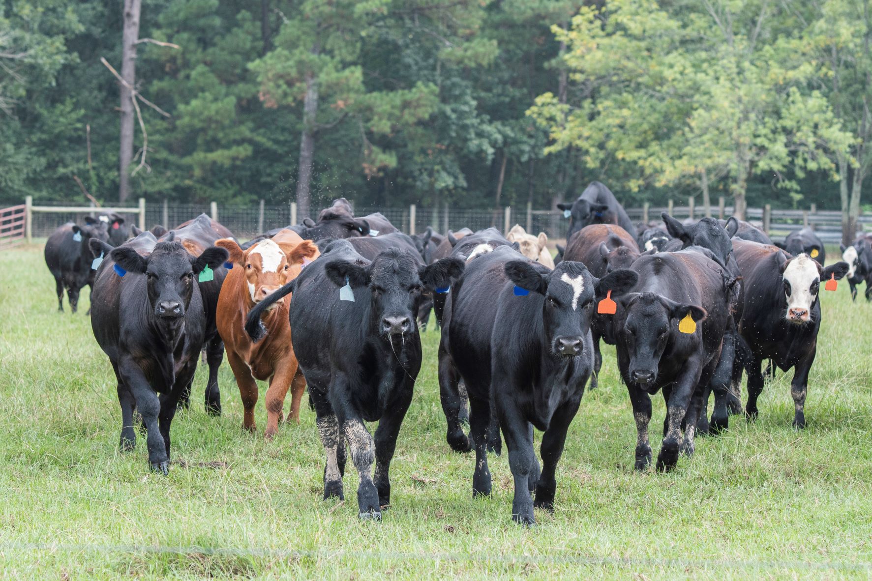 Tips for controlling flies in livestock herds