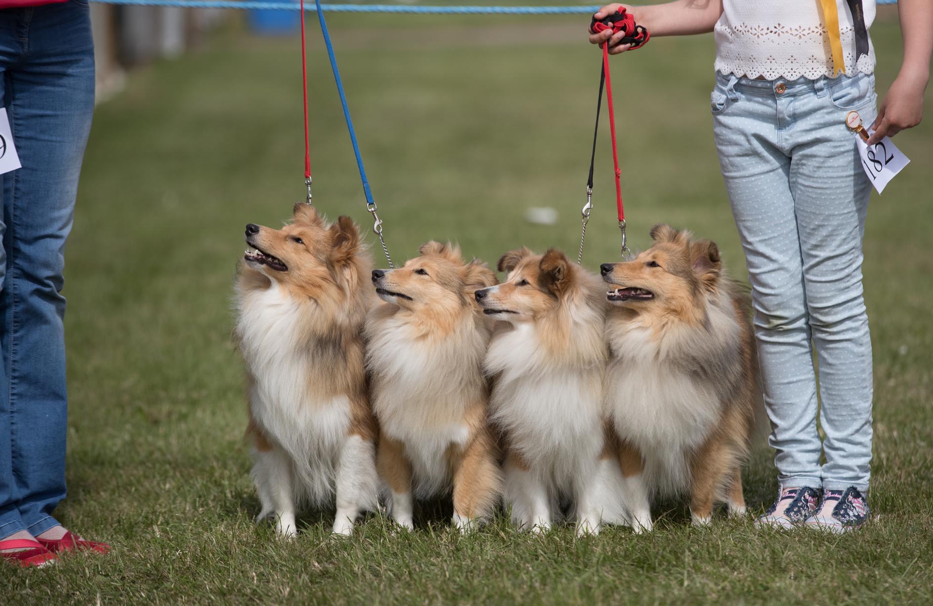 How to take a dog to a country fair without it getting overexcited by the crowds and noise, by expert trainer Ben Randall