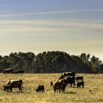 New taskforce to enhance Australia’s biosecurity preparedness