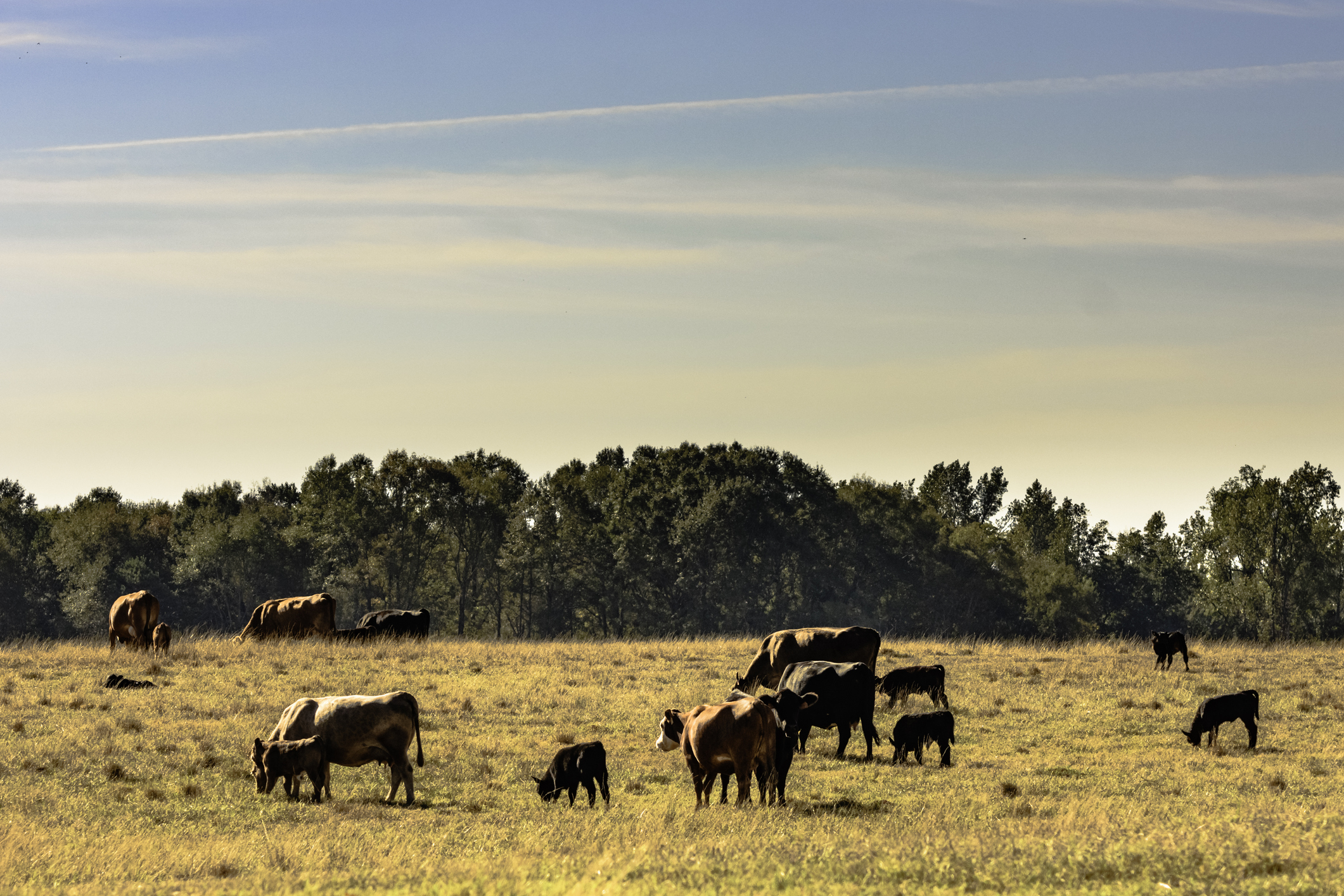 Feed efficiency critical in drought conditions