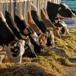 Prices remain on par at Nutrien Mareeba store sale