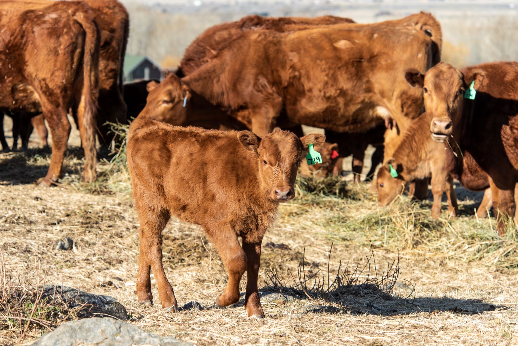 Boost forage stockpiles, apply fall nitrogen now