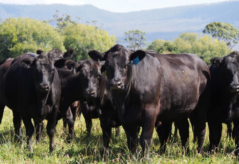 Global beef summit to tackle meat misinformation