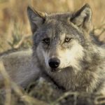 Court Grants Agriculture Coalition Intervention in Gray Wolf Lawsuit