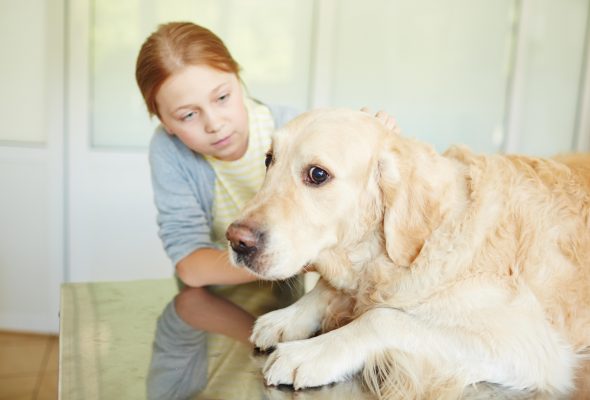 How to keep your dog calm going to the vet