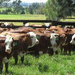 Repeat Emerald buyer secures top lot at Bar H Grazing Wagyu spring female sale