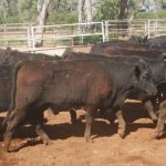 Autonomous cotton irrigation tech drives big water savings at Wee Waa | Queensland Country Life