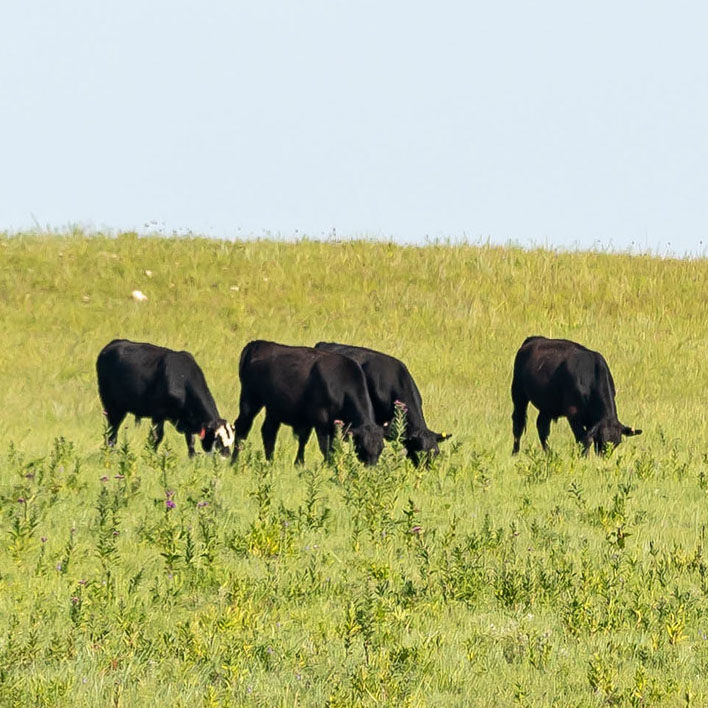 K-State vets caution producers about stressed plants, pasture toxins