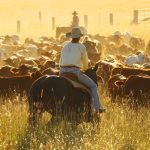 Feedlot knowledge helps 2022 Barcoo Beef Challenge winners