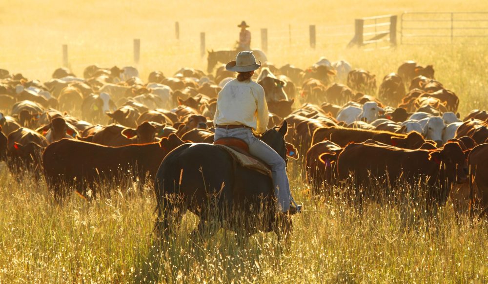 A new breed of financier sets out to enhance the profits of paddocks