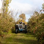 Oat disease can see major yield losses