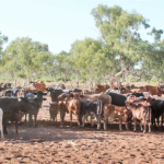 Demand still strong for WA farming land | Farm Weekly