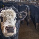 Cattle demos offer chute comparisons, entertainment