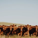 New taskforce to enhance Australia’s biosecurity preparedness