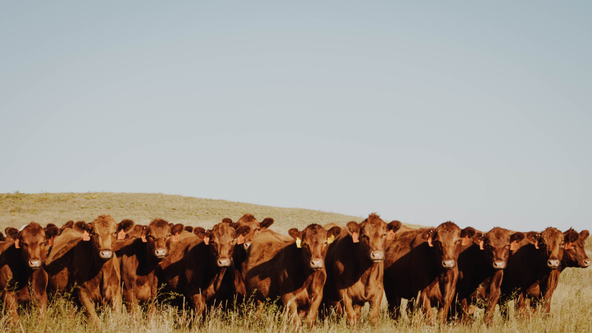 Nebraska Integrated Beef Systems hub now named Beef Innovation