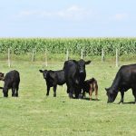 Pasture dieback returns after wet weather