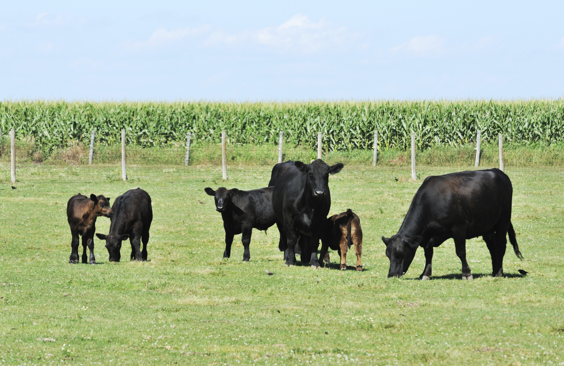 ISU Armstrong Research Farm will host beef field day