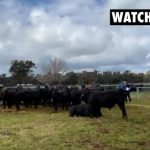 Futurity Shorthorns sets new Australian record price | The Land