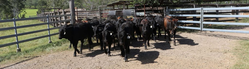 QLD beef producers first to adopt environmental accounting framework