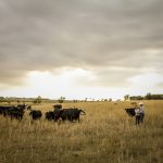 Mount Isa rail upgrade to help cattle trains