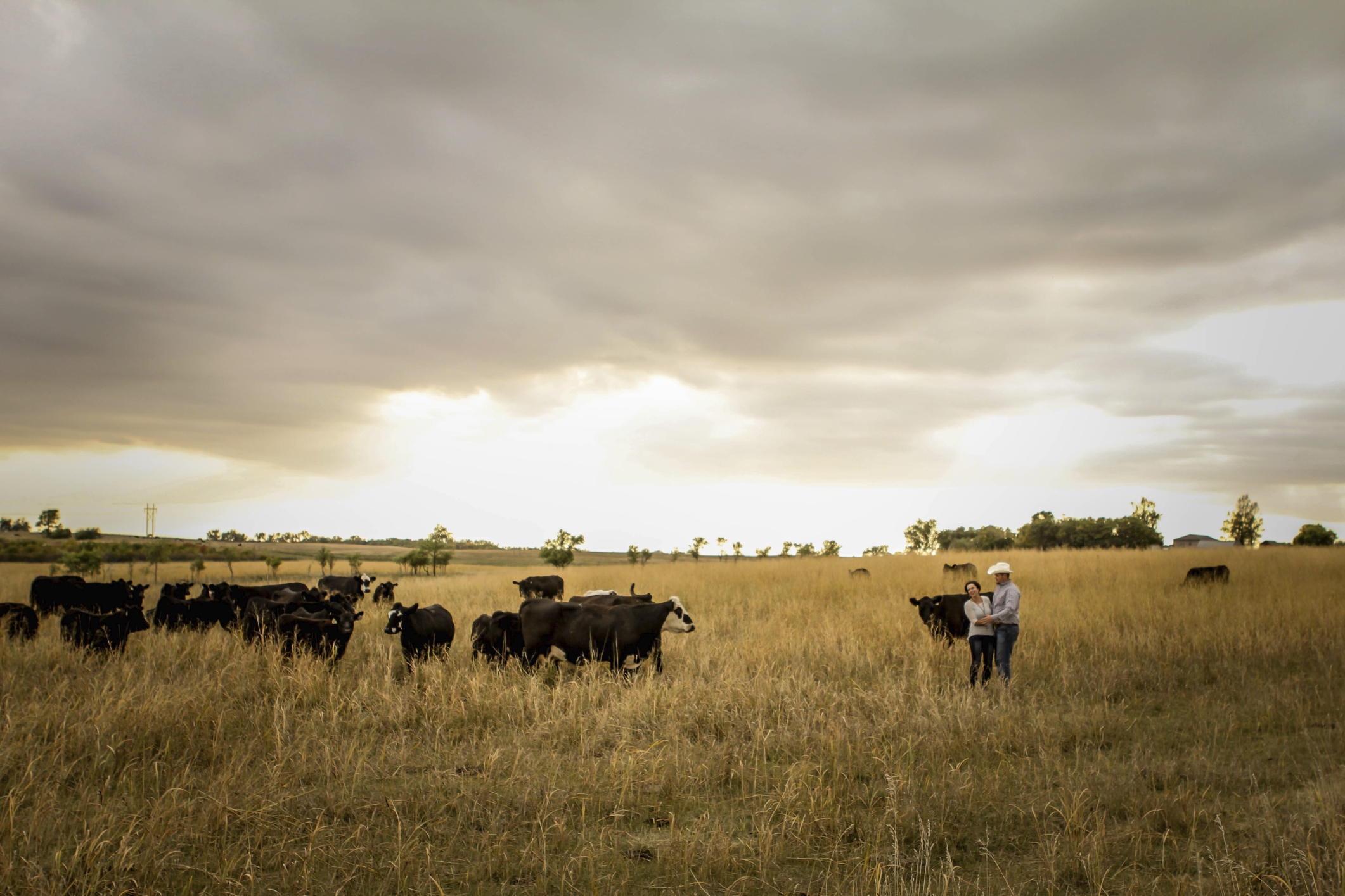 Auburn University hosting cattle stockmanship, stewardship event