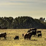 Researchers design new virtual fence system for rugged terrain