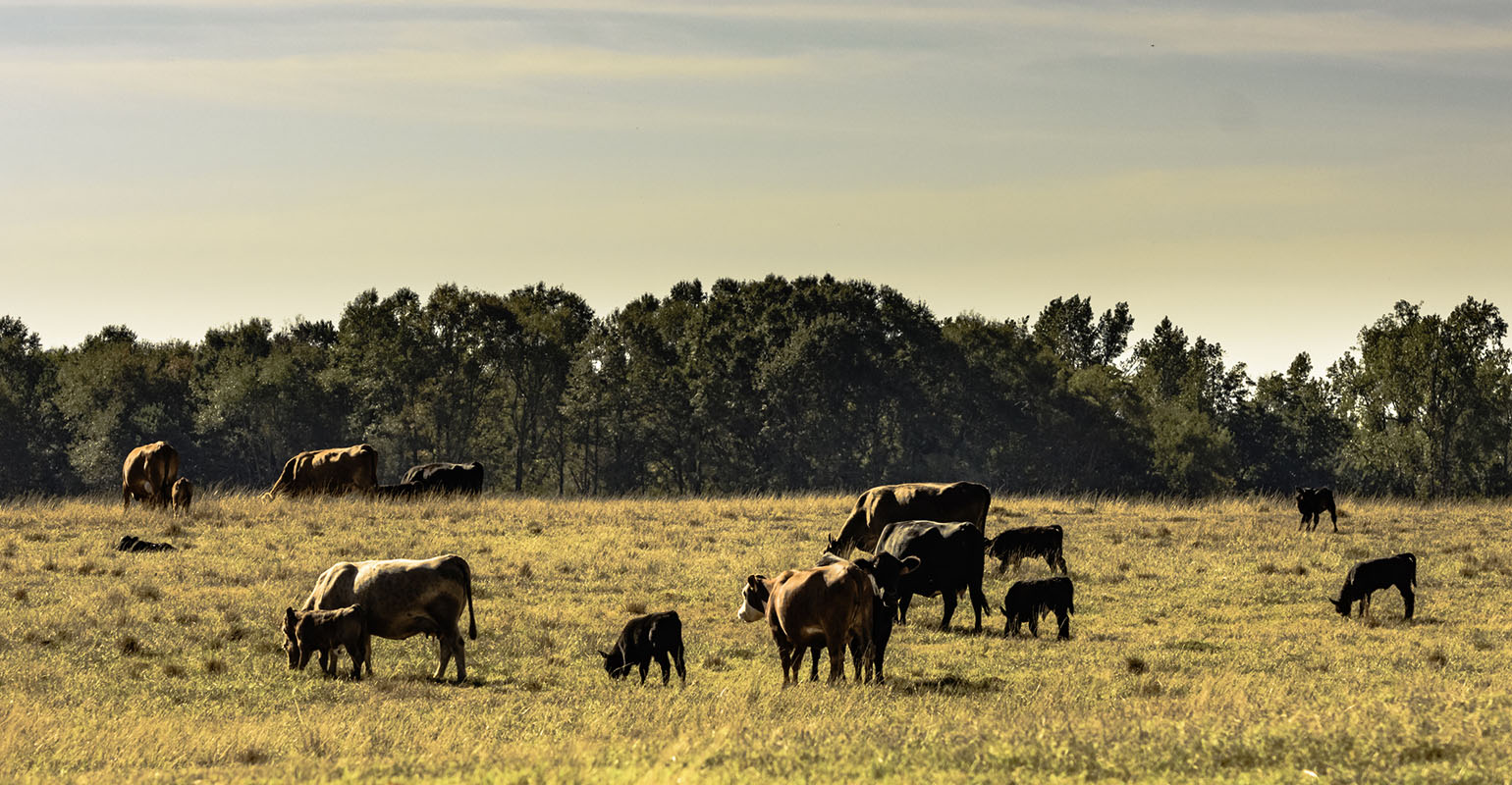 Drought weighing on summer | Beef Magazine