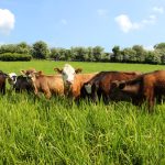 Hay Supplies Tight; Record Hay Prices