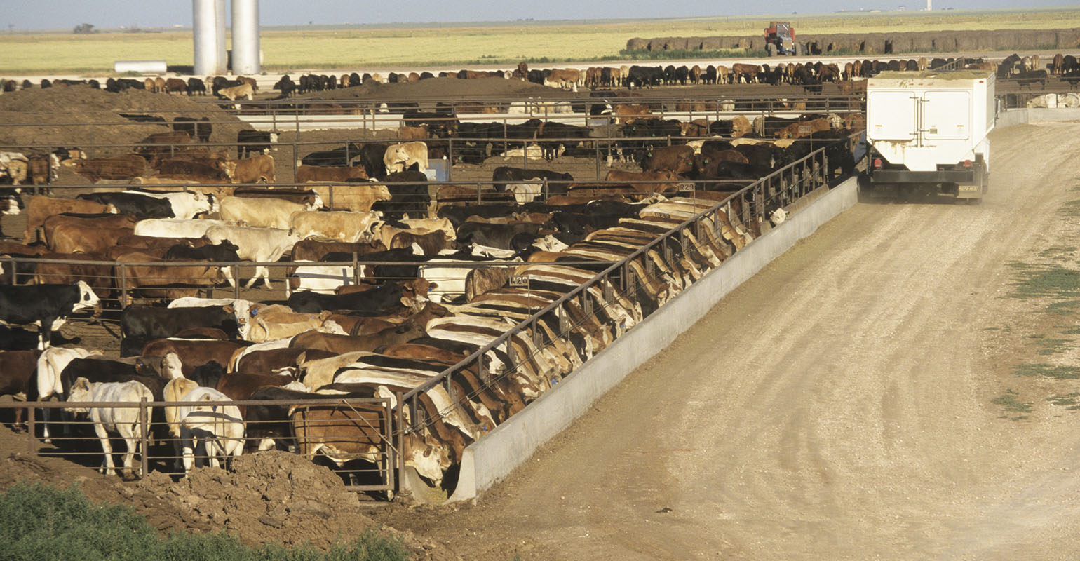 Feedlots defy gravity again | Beef Magazine