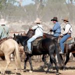 Qld man who pleaded guilty to re-identifying cattle escapes conviction