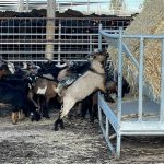 Store and younger cattle in demand at Laidley