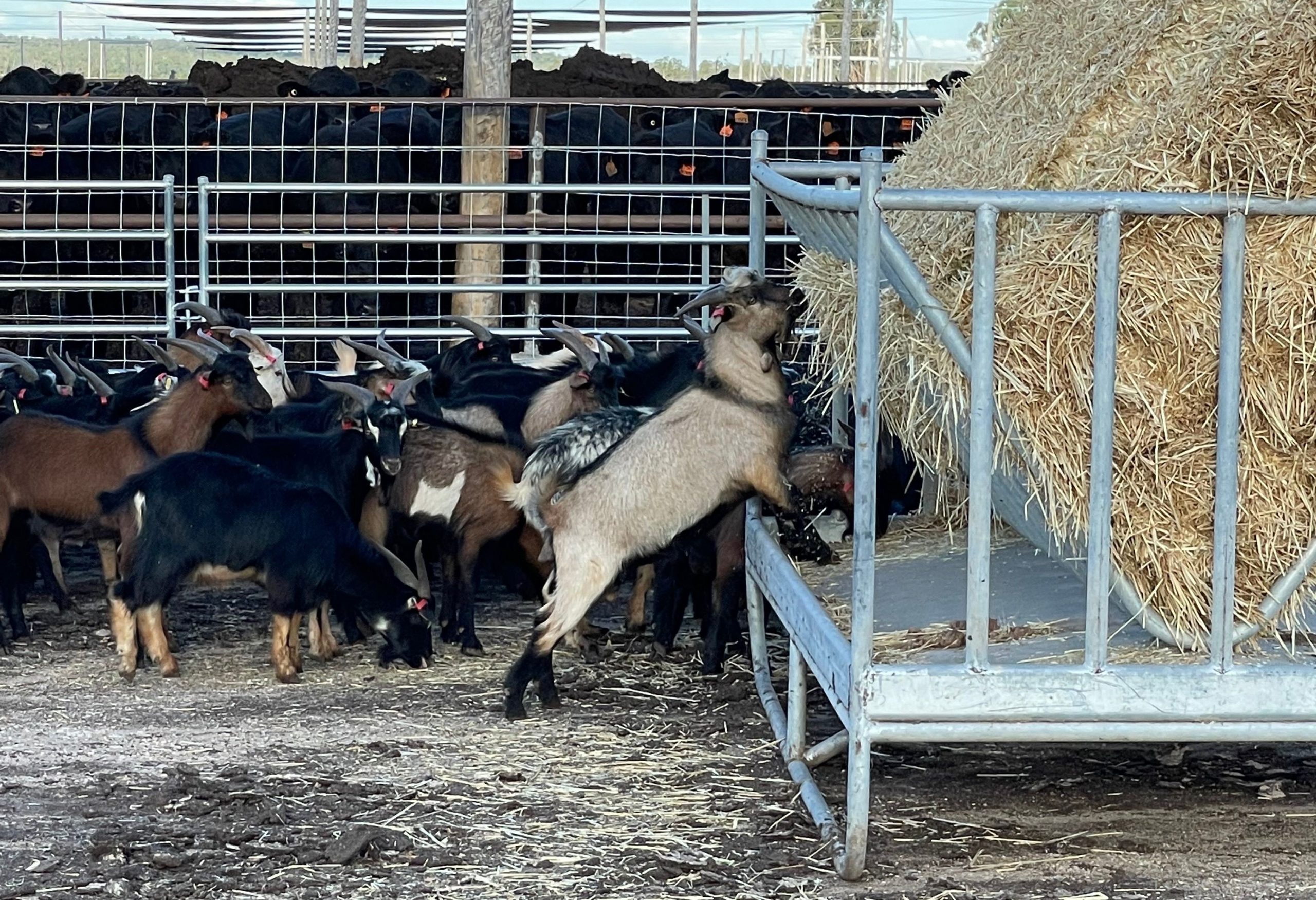 CPC and ACC move into goat diversifications