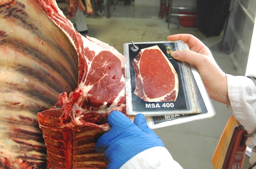 Can commercial carcase data be used in genetic evaluation?