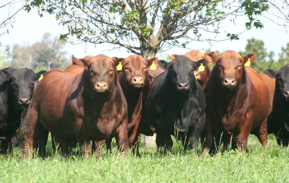 Beef Central’s spring bull sale calendar research underway