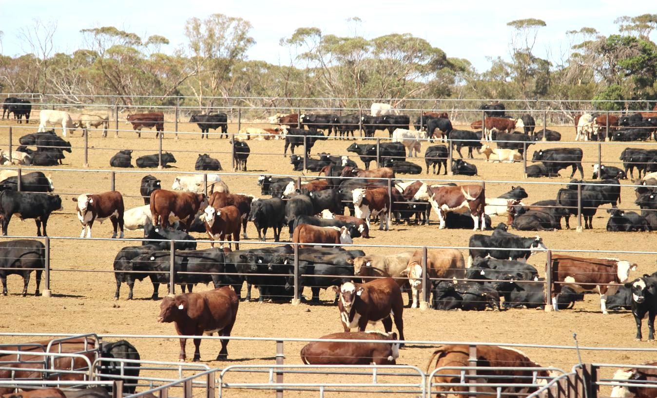 New owner for Kidman’s Tungali feedlot in SA