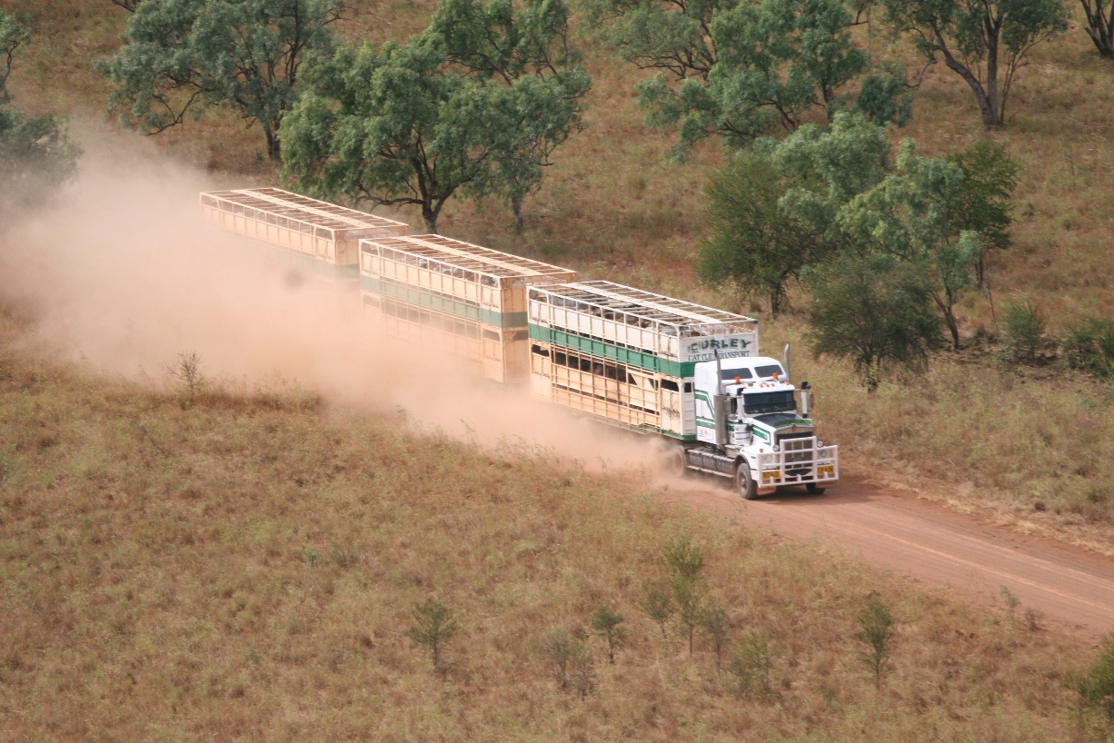 Live export and slaughter steer markets now closely aligned in the north