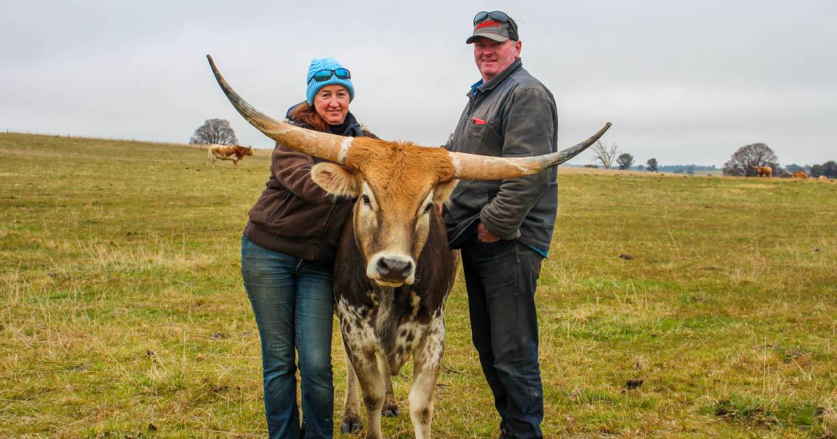 Longhorn love story goes on