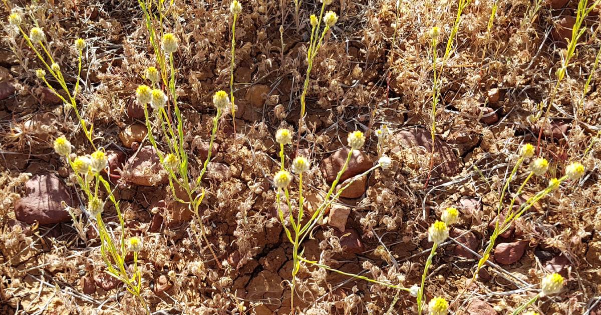 Bentonite, biochar bind pimelea toxin but barriers still remain | Queensland Country Life