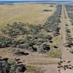 Quality store cattle heading for Boyanup