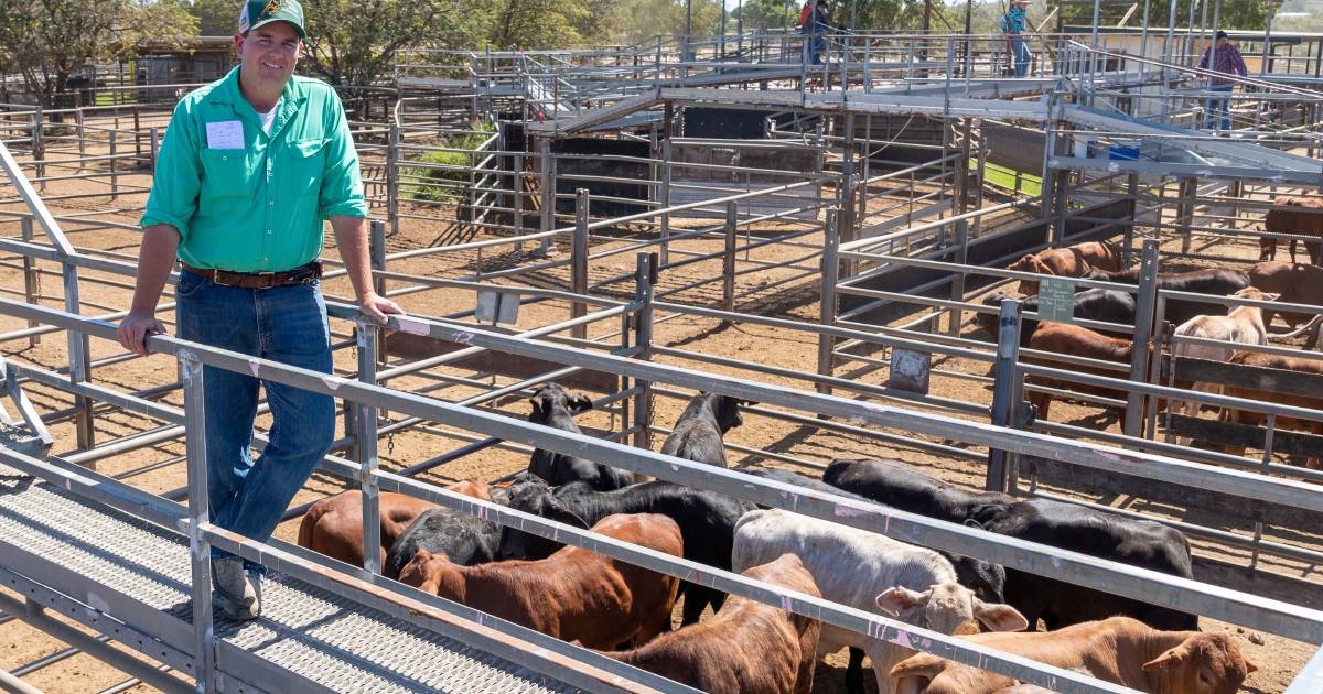 Prices lift at Charters Towers prime and store sale