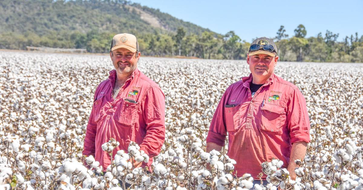 Tablelands cropping enterprise quadruples its cotton production